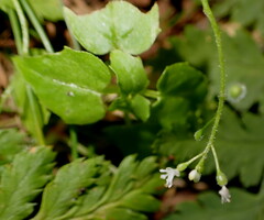 Circaea alpina