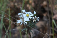 Symphyotrichum falcatum