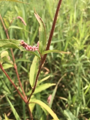Persicaria careyi