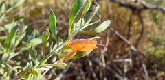 Eremophila glabra