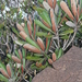 Pycnandra heteromera - Photo (c) hervevan, algunos derechos reservados (CC BY-NC)