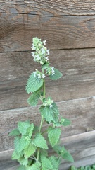 Nepeta cataria