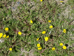 Taraxacum erythrospermum