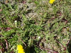Taraxacum erythrospermum