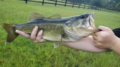 Micropterus floridanus