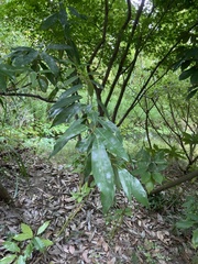 Quercus myrsinifolia