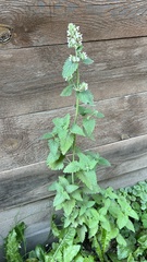 Nepeta cataria