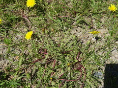 Taraxacum erythrospermum