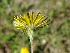 Taraxacum erythrospermum