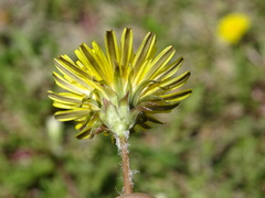 Taraxacum erythrospermum
