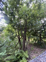 Quercus myrsinifolia