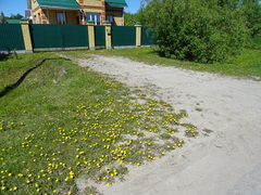 Taraxacum erythrospermum