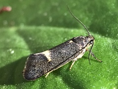 Leistomorpha brontoscopa
