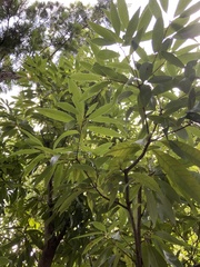 Quercus myrsinifolia