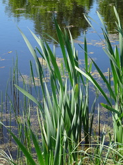 Typha incana