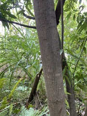 Quercus myrsinifolia