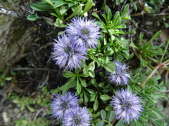 Globularia
