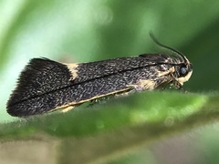 Leistomorpha brontoscopa