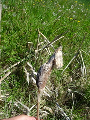 Typha incana