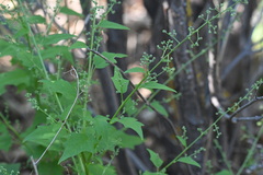 Chenopodium berlandieri