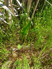 Rumex aquaticus