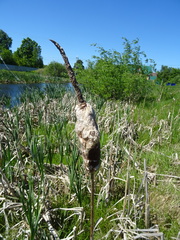 Typha incana