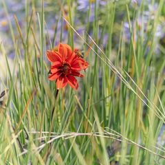 Tithonia rotundifolia