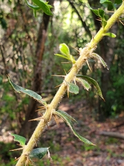 Archidasyphyllum excelsum