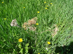 Achillea millefolium