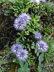 Globularia