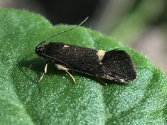 Leistomorpha brontoscopa