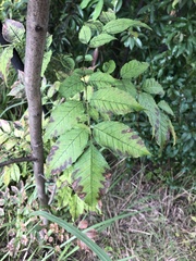 Fraxinus sieboldiana