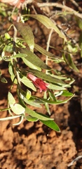 Eremophila glabra