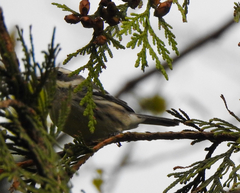 Setophaga nigrescens