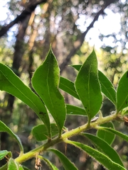 Archidasyphyllum excelsum