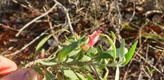 Eremophila glabra