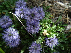 Globularia