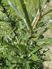 Crescentia alata