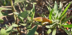 Eremophila glabra