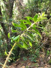 Archidasyphyllum excelsum