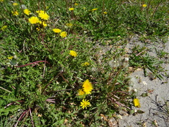 Taraxacum erythrospermum