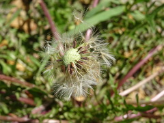 Taraxacum erythrospermum