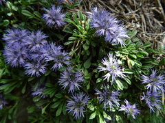 Globularia