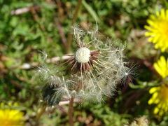 Taraxacum erythrospermum