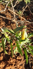 Eremophila glabra