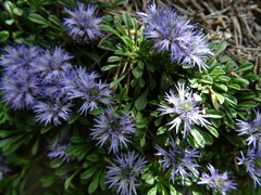 Globularia