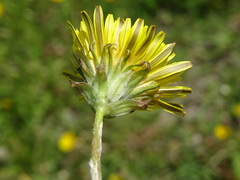 Taraxacum erythrospermum