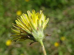 Taraxacum erythrospermum