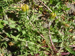 Taraxacum erythrospermum