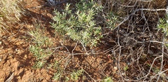 Eremophila glabra
